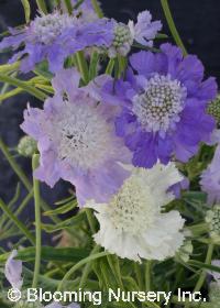 Scabiosa caucasica 'House's Hybrids'